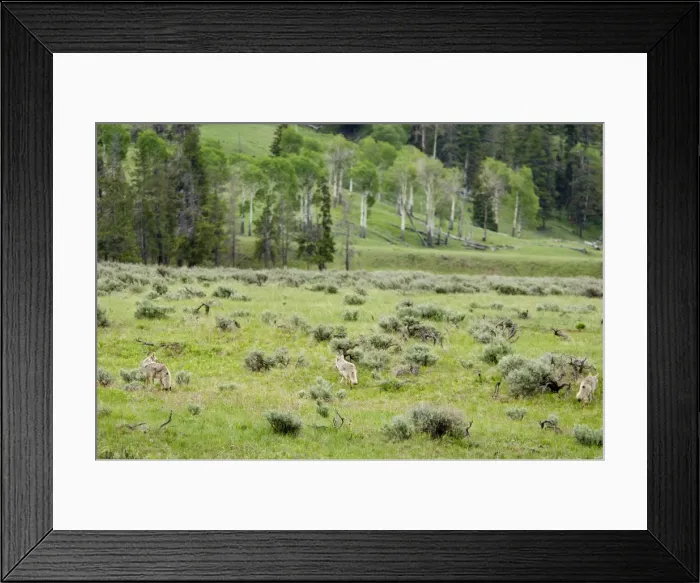 Framed Print : Wild Coyotes - hunt in sage covered valley, June. Western USA. BAX6177
