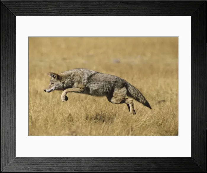 Framed Print : Coyote - pouncing on vole. Western USA. MC189