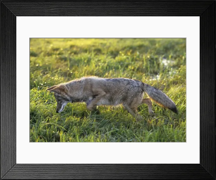 Framed Print : Coyote - listening intently for vole in grass. MC319 Framed Print : Coyote - listening intently for vole in grass. MC319