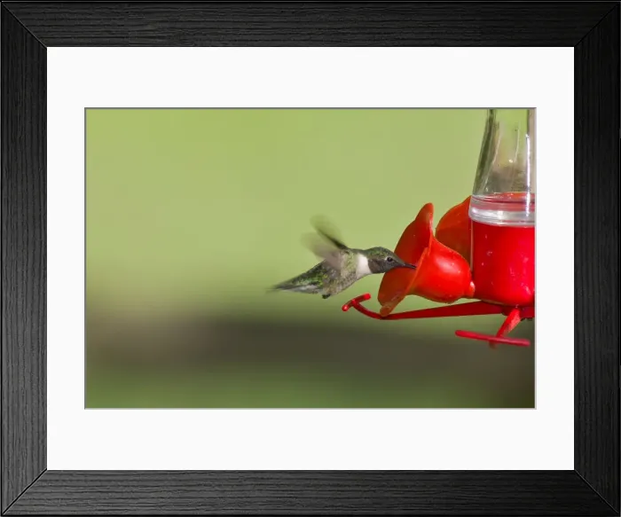 Framed Print : Ruby-throated Hummingbird (Archilochus colubris) Framed Print : Ruby-throated Hummingbird (Archilochus colubris)