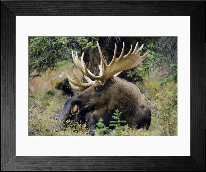 Framed Print : Alaskan Moose - bull resting. Denali National Park Alaska MM190 Framed Print : Alaskan Moose - bull resting. Denali National Park Alaska MM190