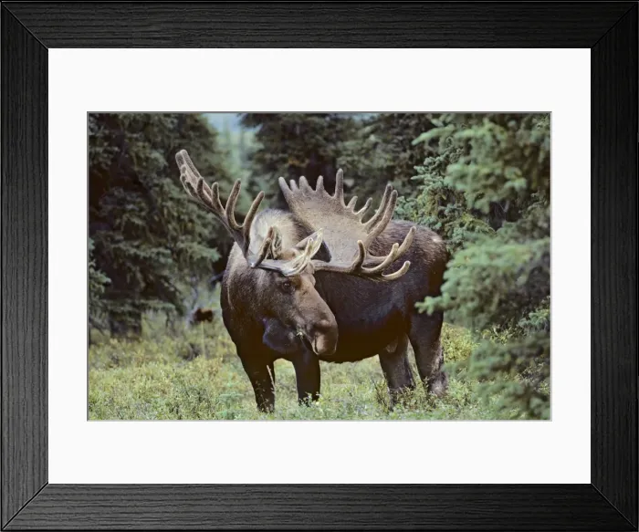 Framed Print : Alaskan Moose - bull Denali National Park Alaska MM20 Framed Print : Alaskan Moose - bull Denali National Park Alaska MM20
