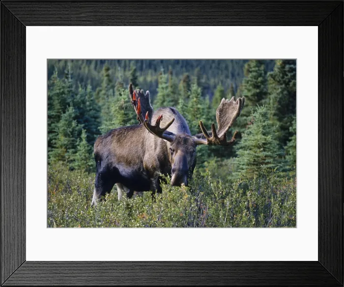 Framed Print : Alaskan Moose - large bull feeding on bushes. He is just starting to shed velvet. Denali National Park Alaska. Mm108 Framed Print : Alaskan Moose - large bull feeding on bushes. He is just starting to shed velvet. Denali National Park Alaska. Mm108
