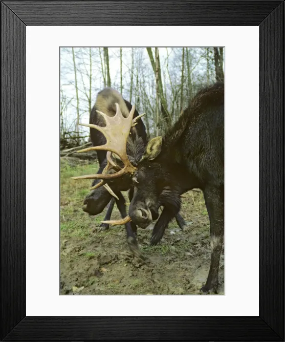 Framed Print : Alaskan Moose - bulls sparring Canada. MM47 Framed Print : Alaskan Moose - bulls sparring Canada. MM47