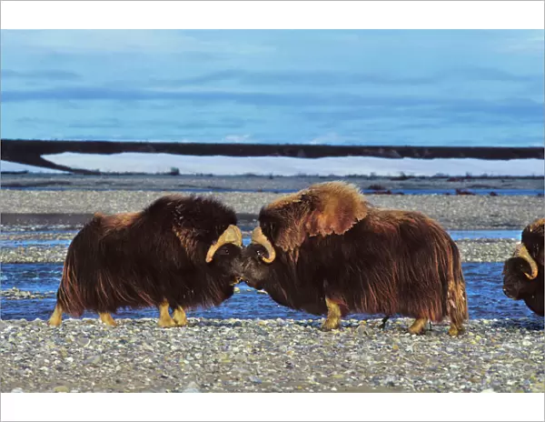 Musk Ox - bulls butting heads, dominance behavior. Arctic National Wildlife Refuge, Alaska. MB406