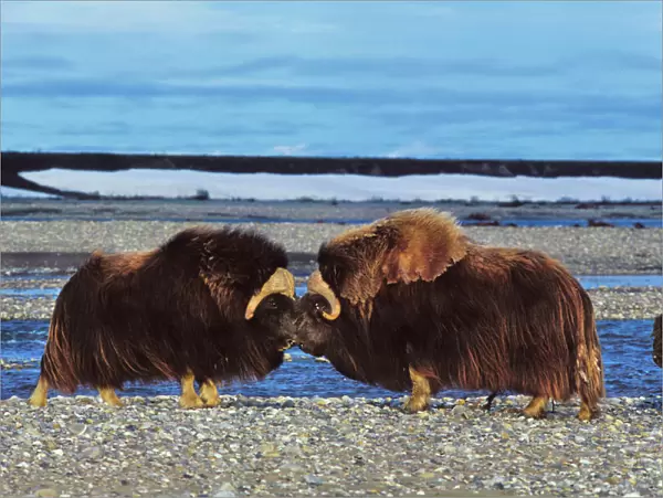 Musk Ox - bulls butting heads, dominance behavior. Arctic National Wildlife Refuge, Alaska. MB406