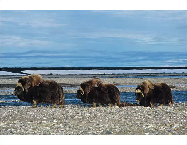 Musk Ox - three bulls walk along river Alaskan Arctic. MB390
