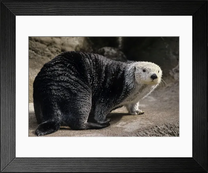 Framed Print : Sea Otters - spend very little time out of saltwater. While they do get out for short periods it is usually only for a short time. Pacific Ocean; North America MO284 Framed Print : Sea Otters - spend very little time out of saltwater. While they do get out for short periods it is usually only for a short time. Pacific Ocean; North America MO284