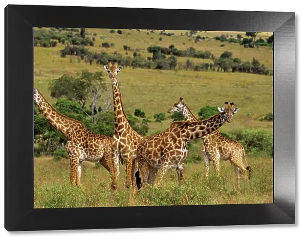 Masai Giraffes - Serengeti National Park, Tanzania. 3MB254