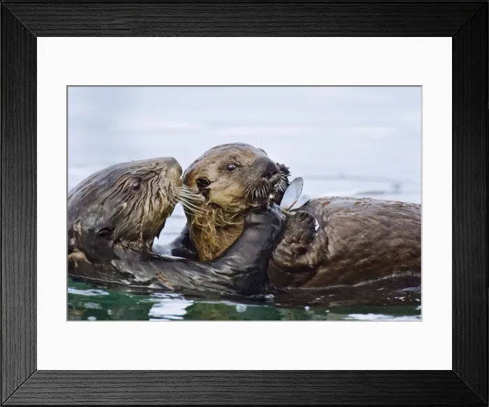 Framed Print : Sea Otter. TOM-1419. Sea Otter - female sharing food with her pup Framed Print : Sea Otter. TOM-1419. Sea Otter - female sharing food with her pup