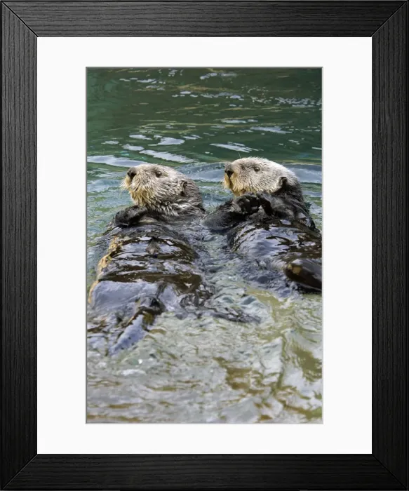 Framed Print : Sea Otter (Enhdra lutris) Framed Print : Sea Otter (Enhdra lutris)