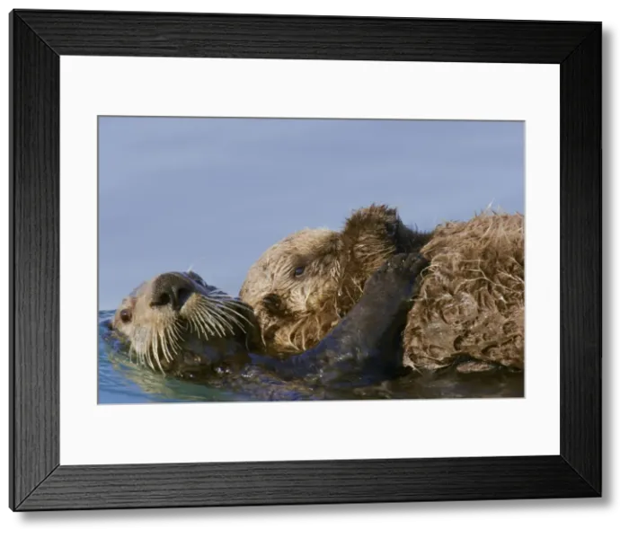 Framed Print : Sea Otter (Enhdra lutris) Framed Print : Sea Otter (Enhdra lutris)
