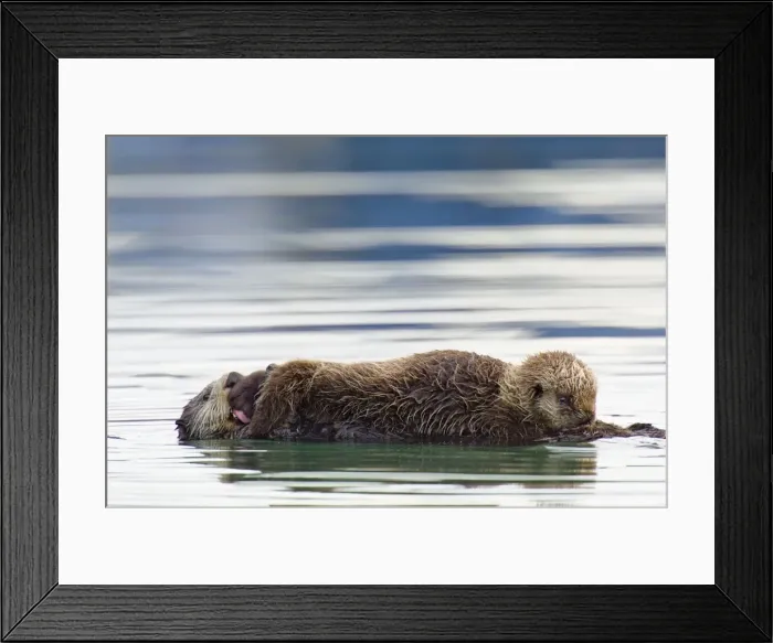 Framed Print : Sea Otter. TOM-1430. Sea Otter - pup nursing while mother grooms pup Framed Print : Sea Otter. TOM-1430. Sea Otter - pup nursing while mother grooms pup
