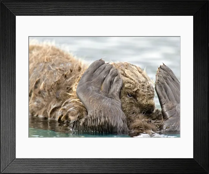 Framed Print : Sea Otter. TOM-1432. Sea Otter - pup nursing while resting on mothers tummy Framed Print : Sea Otter. TOM-1432. Sea Otter - pup nursing while resting on mothers tummy