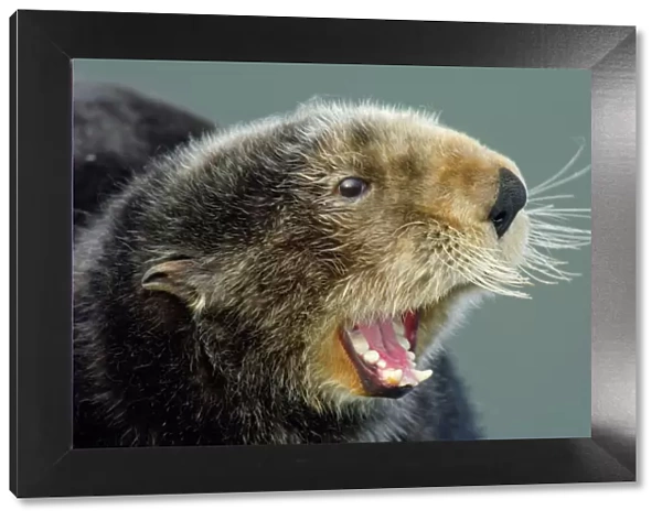 Sea Otter - Showing teeth. Alaska, North America BAX2904