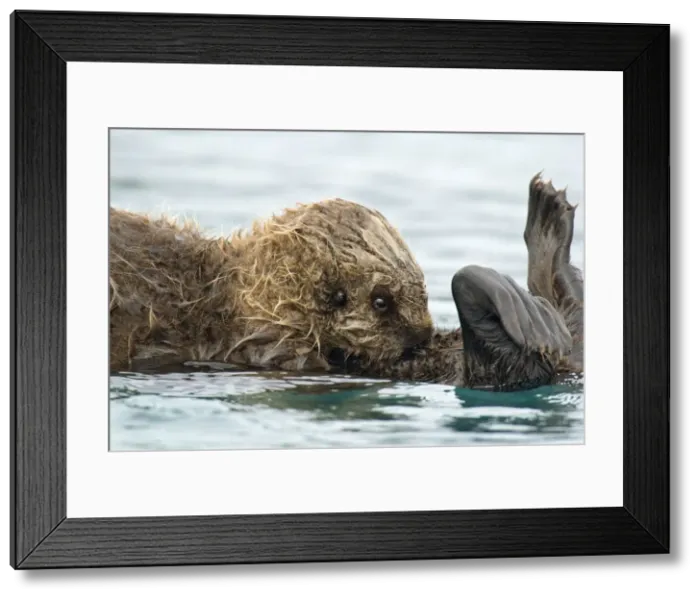Framed Print : Sea Otter. TOM-1434. Sea Otter - pup nursing in water. Framed Print : Sea Otter. TOM-1434. Sea Otter - pup nursing in water.