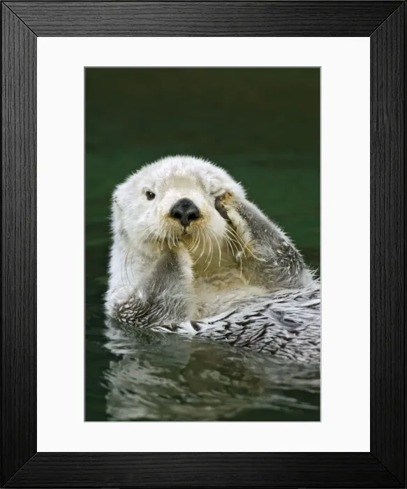 Framed Print : Sea Otter. TOM-1435. Sea Otter - scratching eye in water Framed Print : Sea Otter. TOM-1435. Sea Otter - scratching eye in water