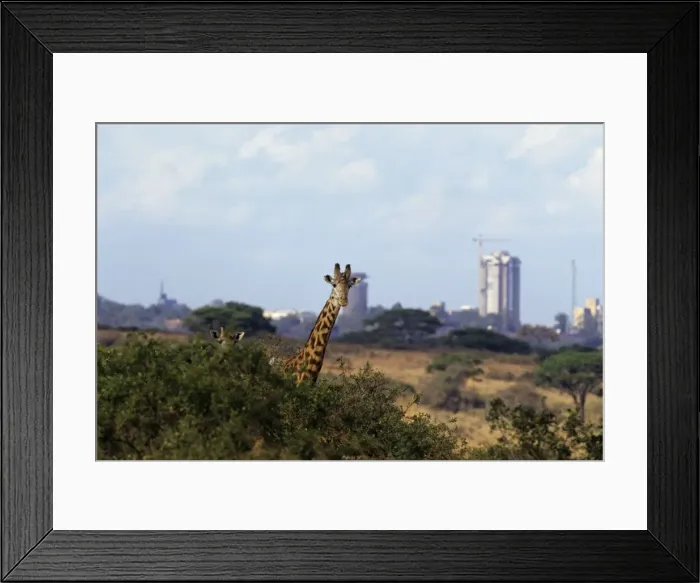 Framed Print : Maasai Giraffes - Nairobi National Park, Kenya, Africa 3MB502 Framed Print : Maasai Giraffes - Nairobi National Park, Kenya, Africa 3MB502