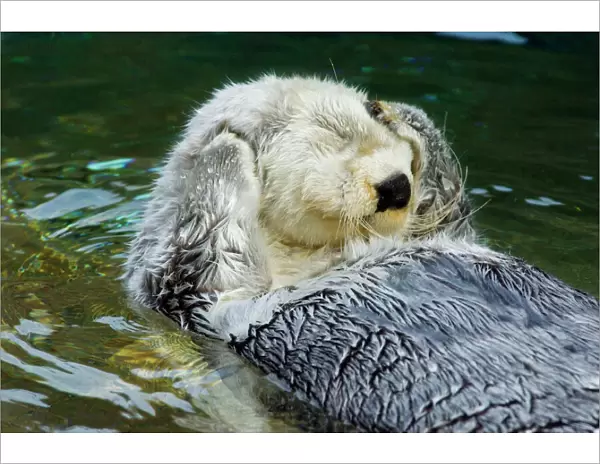 Sea Otter - grooming in water (Point Defiance Zoo & Aquarium, Tacoma, WA) B2A5726