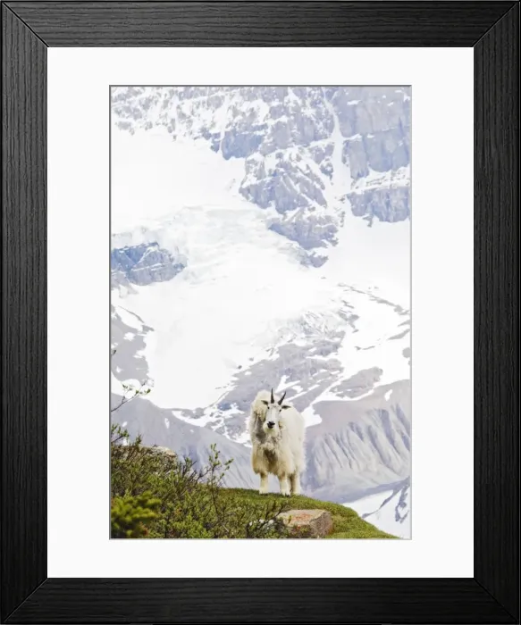Framed Print : Mountain Goat (Oreamnos americanus) Framed Print : Mountain Goat (Oreamnos americanus)