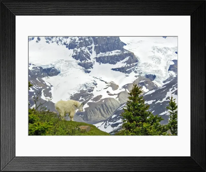 Framed Print : Mountain Goat (Oreamnos americanus) Framed Print : Mountain Goat (Oreamnos americanus)