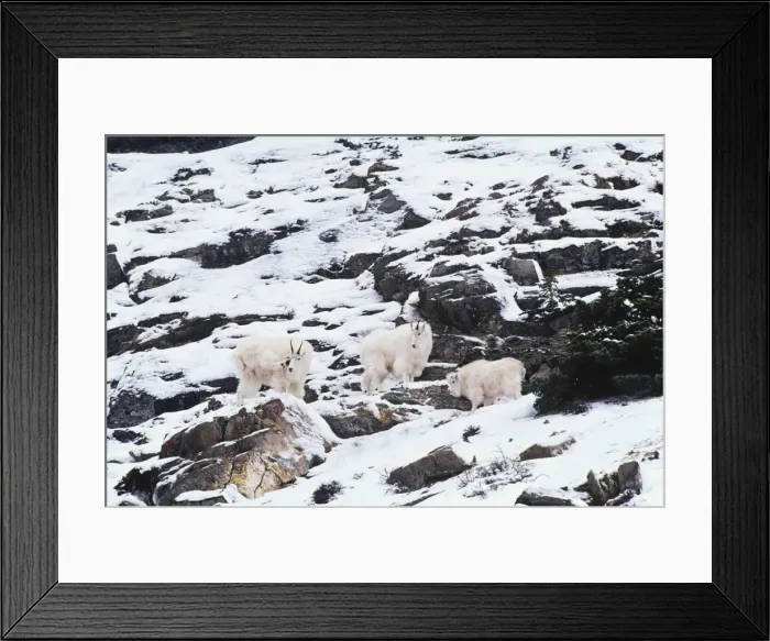 Framed Print : Rocky Mountain Goats - on rocky cliffs in winter. Northern Rockies. MG459 Framed Print : Rocky Mountain Goats - on rocky cliffs in winter. Northern Rockies. MG459