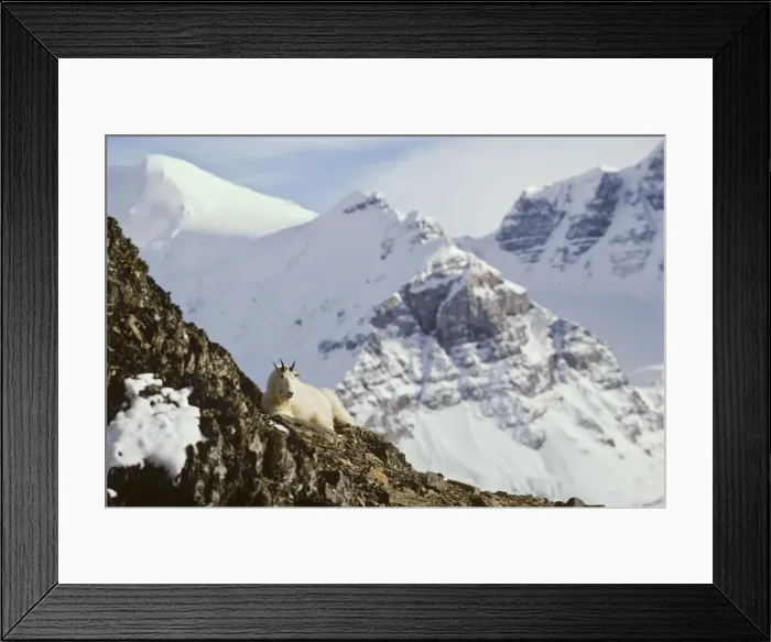 Framed Print : Rocky Mountain Goat - billy rests high on a rocky ledge Northern Rockies. MG400 Framed Print : Rocky Mountain Goat - billy rests high on a rocky ledge Northern Rockies. MG400