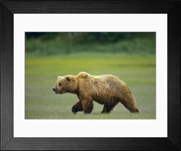 Framed Print : Grizzly Bear / Coastal Brown Bear along the Katmai coast - Alaska Peninsula - Alaska - Summer. MA1070 Framed Print : Grizzly Bear / Coastal Brown Bear along the Katmai coast - Alaska Peninsula - Alaska - Summer. MA1070