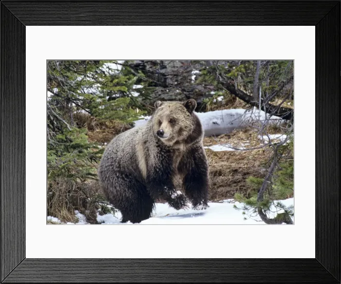 Framed Print : Grizzly Bear in snow - Early May in Yellowstone National Park, Wyoming, North America. MA2009 Framed Print : Grizzly Bear in snow - Early May in Yellowstone National Park, Wyoming, North America. MA2009