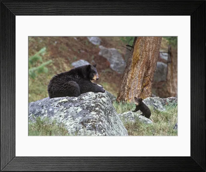 Framed Print : BLACK BEAR - mother with young cub. Wyoming - Western U. S. May. MA1939 Framed Print : BLACK BEAR - mother with young cub. Wyoming - Western U. S. May. MA1939