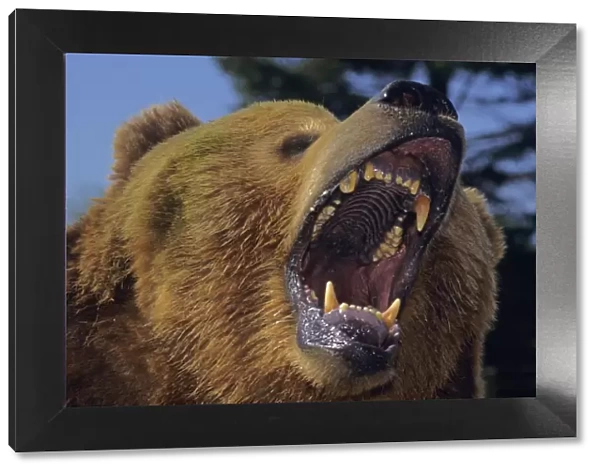 Grizzly Bear threatening with mouth open. MA1479