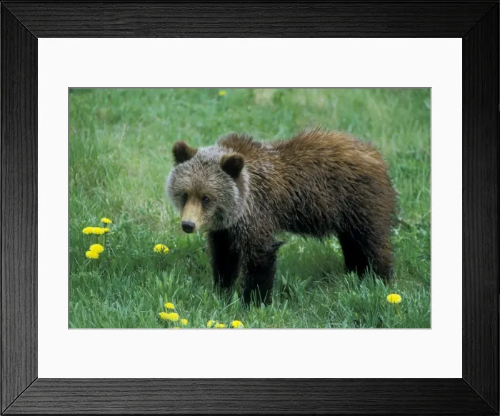 Framed Print : Grizzly Bear Cub - Banff National Park - Alberta - Northern Rockies - Canada. June. MA132 Framed Print : Grizzly Bear Cub - Banff National Park - Alberta - Northern Rockies - Canada. June. MA132