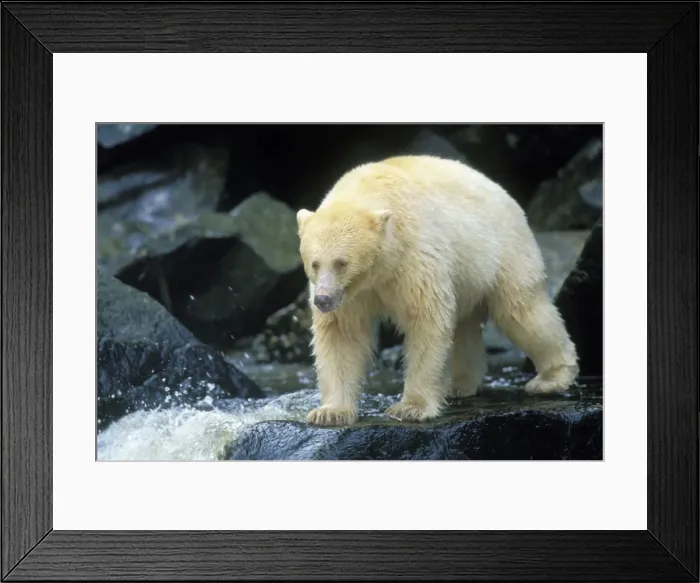 Framed Print : Kermode Black Bear - along coastal British Columbia salmon stream. Sept. Princess Royal Island. Ma1256 Framed Print : Kermode Black Bear - along coastal British Columbia salmon stream. Sept. Princess Royal Island. Ma1256