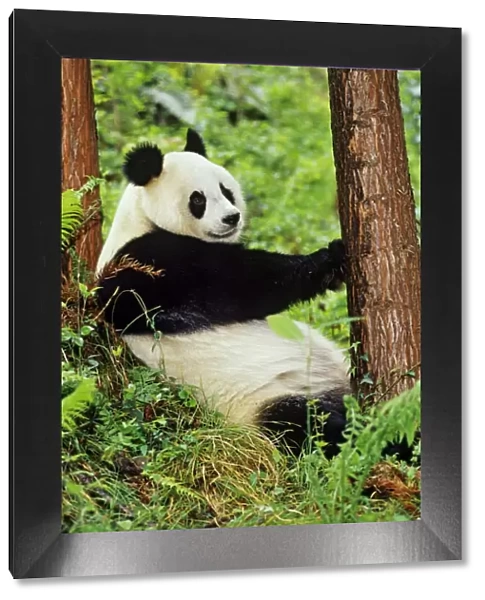 Giant Panda - resting against evergreen tree in bamboo forest of central China - Wolong Nature Reserve - Qionglai Mountains - Sichuan Province - China 4MA617