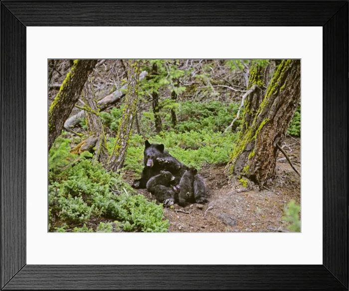 Framed Print : Black Bear sow nursing young cubs. Western U. S. May. North America; Western U. S. ; Rocky Mountains; Wyoming; Yellowstone National Park MA2119 Framed Print : Black Bear sow nursing young cubs. Western U. S. May. North America; Western U. S. ; Rocky Mountains; Wyoming; Yellowstone National Park MA2119