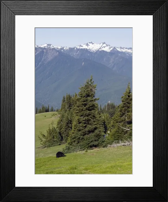 Framed Print : Black Bear - in subalpine meadow. Olympic National Park; Olympic mountains; Pacific Northwest; Washington - Western U. S. summer. _A2A4860