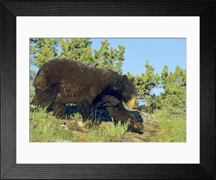 Framed Print : Black bear (Ursus americanus), Rocky Mountains; Western U. S. ; Montana, summer. MA1118 Framed Print : Black bear (Ursus americanus), Rocky Mountains; Western U. S. ; Montana, summer. MA1118