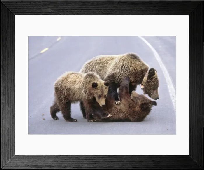 Framed Print : Grizzly bear mother and cubs on road - Greater Yellowstone area, Wyoming. MA2125 Framed Print : Grizzly bear mother and cubs on road - Greater Yellowstone area, Wyoming. MA2125