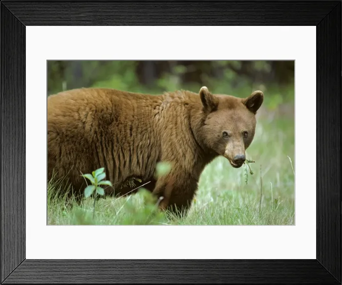 Framed Print : Cinnamon phase Black Bear - feeding on dandelion plant. Northern Rockies. June. - Jasper National Park - Alberta. MA1175 Framed Print : Cinnamon phase Black Bear - feeding on dandelion plant. Northern Rockies. June. - Jasper National Park - Alberta. MA1175