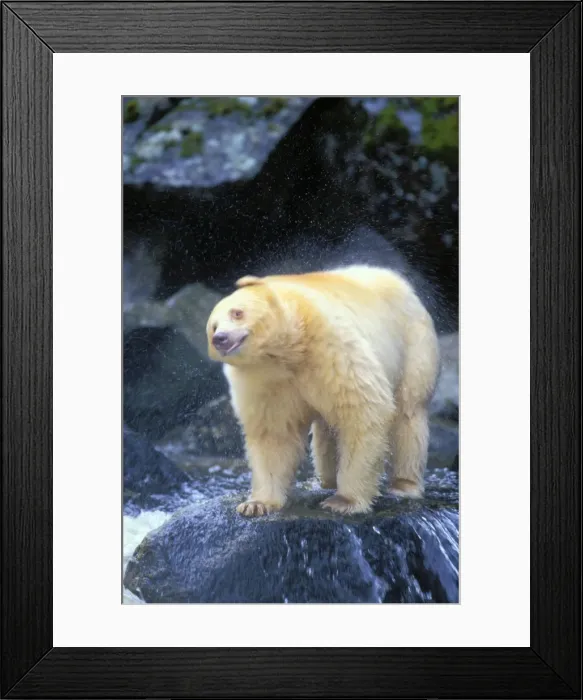 Framed Print : Kermode Black Bear / Spirit Bear shaking off water while fishing for salmon. Princess Royal Island; British Columbia Ma1225 Framed Print : Kermode Black Bear / Spirit Bear shaking off water while fishing for salmon. Princess Royal Island; British Columbia Ma1225
