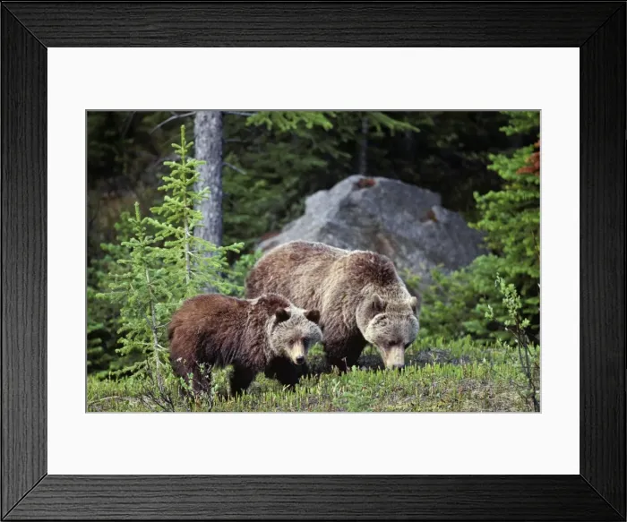 Framed Print : Grizzly Bear - sow with yearling cub. May-June, Northern Rockies. Alberta; British Columbia; Rocky Mountains MA170 Framed Print : Grizzly Bear - sow with yearling cub. May-June, Northern Rockies. Alberta; British Columbia; Rocky Mountains MA170