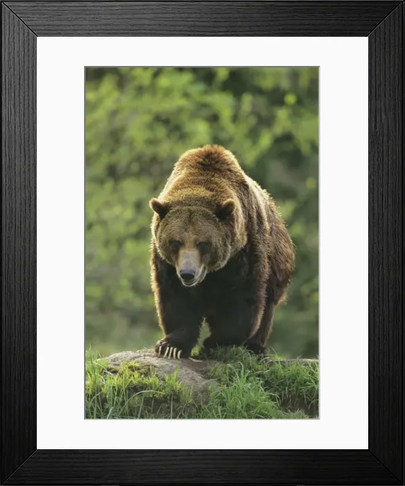 Framed Print : Gizzly Bear portrait - Rocky mountains MA1457 Framed Print : Gizzly Bear portrait - Rocky mountains MA1457