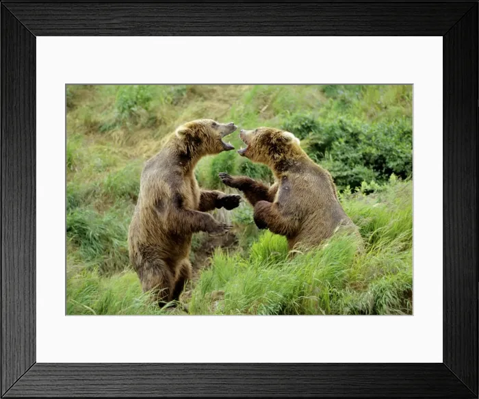 Framed Print : Coastal Grizzly Bears wrestling - dominance behavior among big males at salmon fishing areas, McNeil River, Alaska. MA1306 Framed Print : Coastal Grizzly Bears wrestling - dominance behavior among big males at salmon fishing areas, McNeil River, Alaska. MA1306