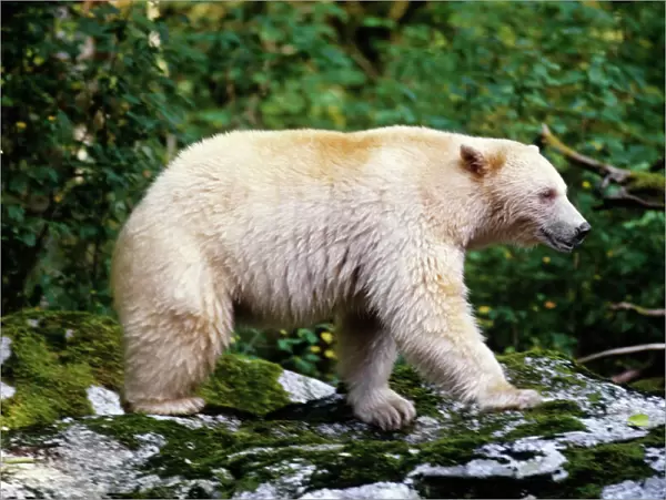 Kermode Black Bear - Princess Royal Island, British Columbia. Sept. MA1991