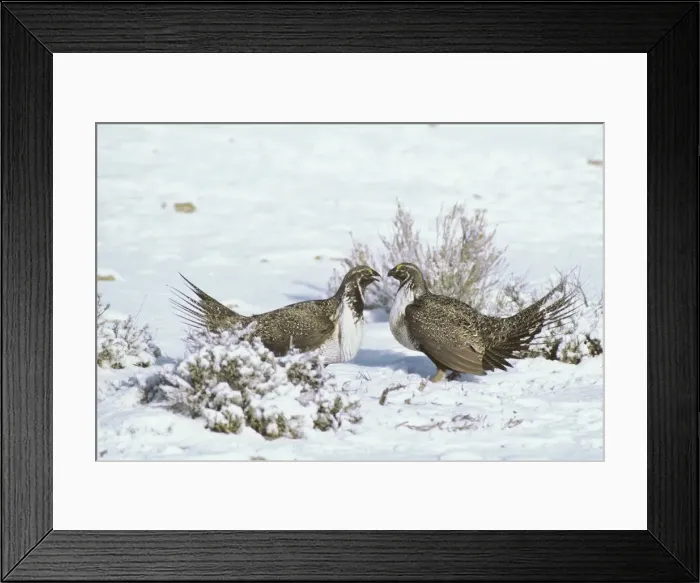 Framed Print : Sage Grouse - two male confront one another over territory on a lek during spring mating season. Western U. S. A. BG313 Framed Print : Sage Grouse - two male confront one another over territory on a lek during spring mating season. Western U. S. A. BG313