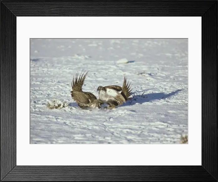 Framed Print : Sage Grouse - two male fight over territory on a lek during spring mating rituals. Western U. S. A. BG193 Framed Print : Sage Grouse - two male fight over territory on a lek during spring mating rituals. Western U. S. A. BG193