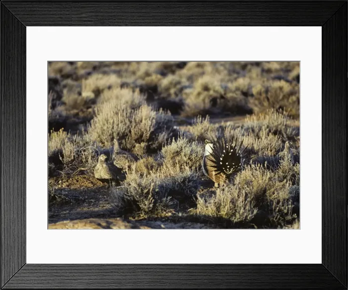 Framed Print : Sage Grouse - male strutting before several hens on lek, March. Western U. S. A. BG32 Framed Print : Sage Grouse - male strutting before several hens on lek, March. Western U. S. A. BG32