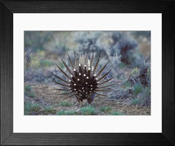 Framed Print : Sage Grouse - male strutting on lek. Strutting is grouse's springtime mating territorial display. Western U. S. A. BG314 Framed Print : Sage Grouse - male strutting on lek. Strutting is grouse's springtime mating territorial display. Western U. S. A. BG314