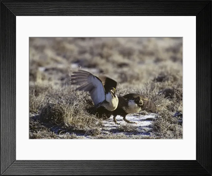 Framed Print : sage grouse - two male slap wings (fight) over territory on a lek during spring mating rituals. Western U. S. A B6015 Framed Print : sage grouse - two male slap wings (fight) over territory on a lek during spring mating rituals. Western U. S. A B6015