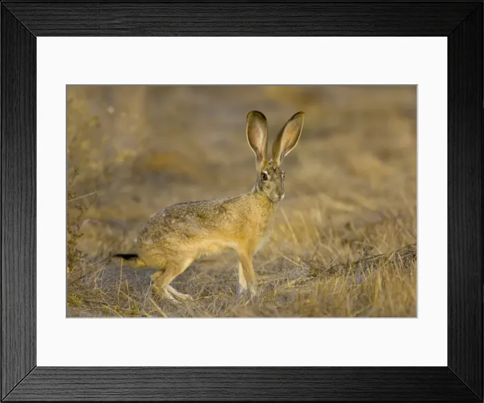 Framed Print : Black-tailed Jackrabbit Western USA _PTL2033